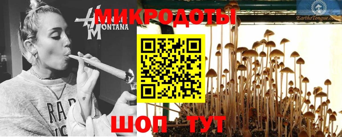 Галлюциногенные грибы Psilocybe Лесозаводск